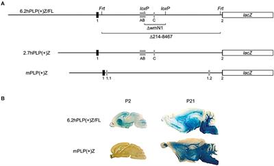 PLP1-lacZ transgenic mice reveal that splice variants containing “human-specific” exons are relatively minor in comparison to the archetypal transcript and that an upstream regulatory element bolsters expression during early postnatal brain development